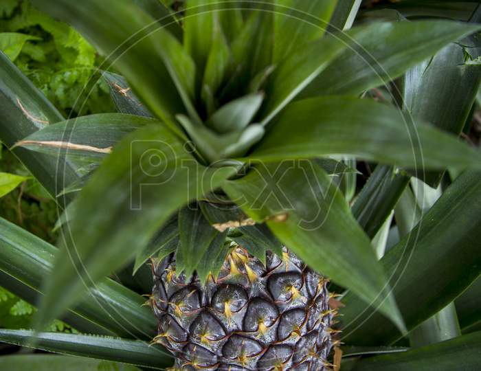Green Pineapple Fruit Growing In Garden At Madhupur, Tangail, Bangladesh.