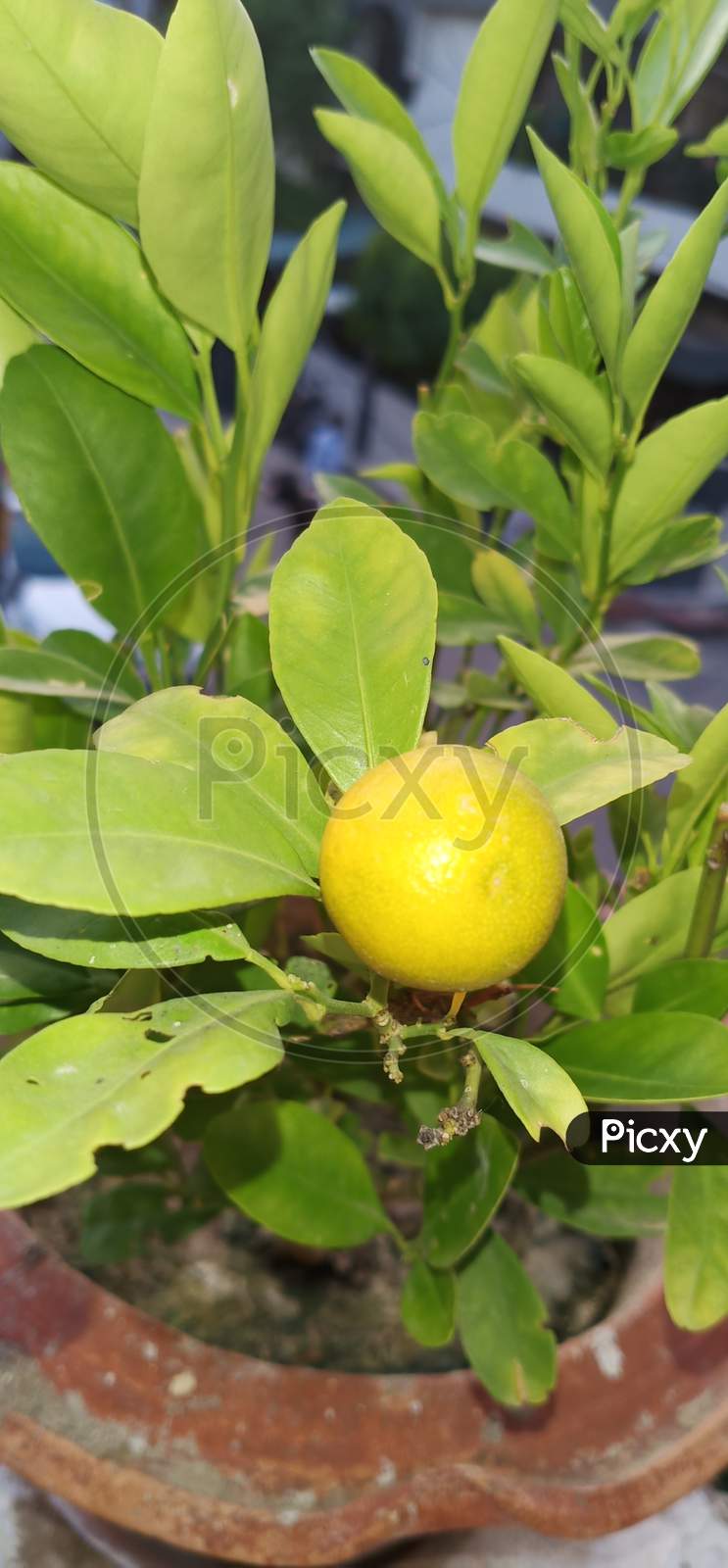 Lemon Tree.