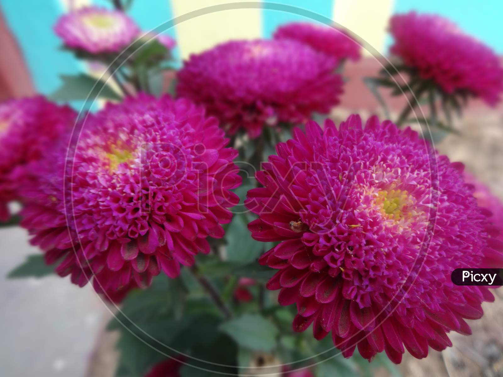 Pink chrysanths floral design china aster small flowering plant closeup image