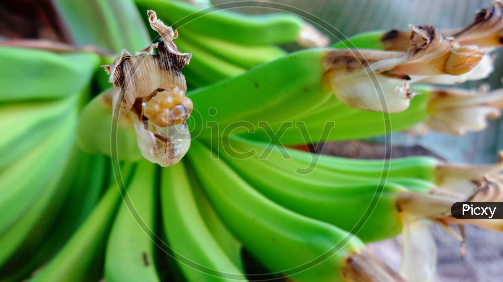 Very closeup green banana fruit plant