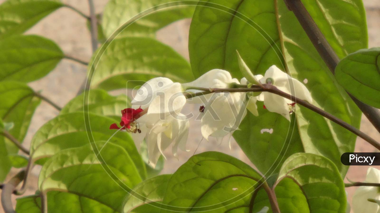 Beautiful closeup morning glory petal white flowering plant