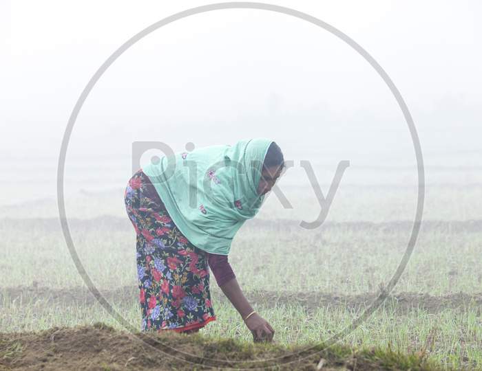 Bangladesh – January 06, 2014: On A Foggy Winter Morning, A Woman Is Working On Her Land At Ranisankail, Thakurgaon.