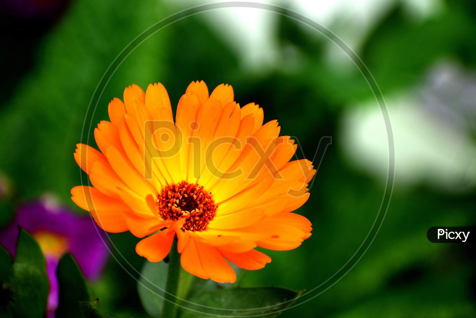 Pot marigold flower orange color