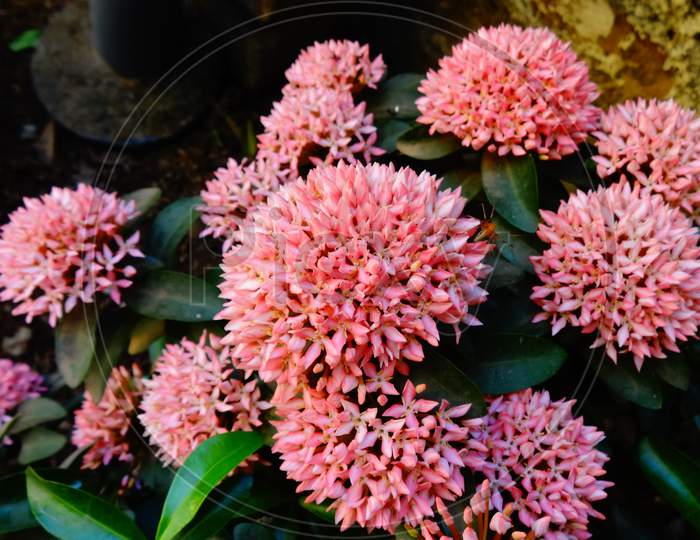 Perennial herbaceous pink flowering plant closeup image