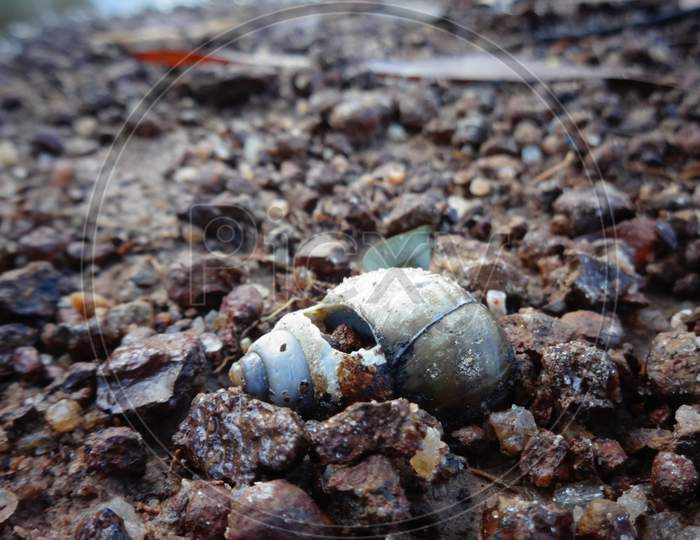 Broken shell gravel rock soil insect photography