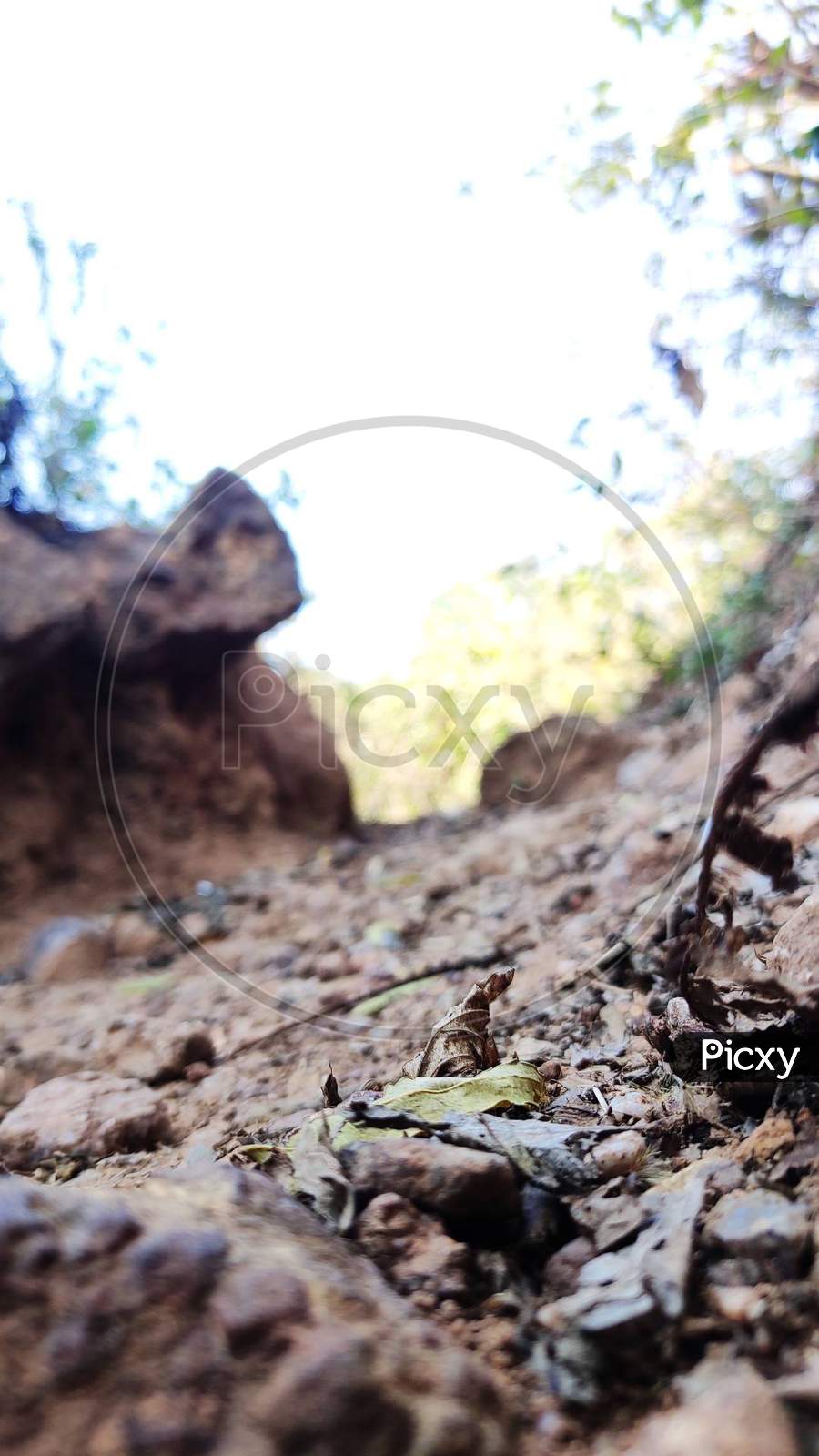 The forest way of full of rocks. Background is blurred.