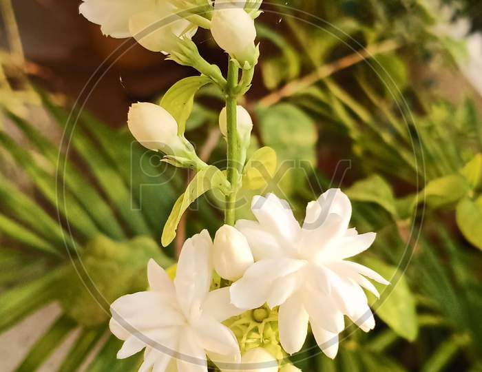 Jasmine Flower.