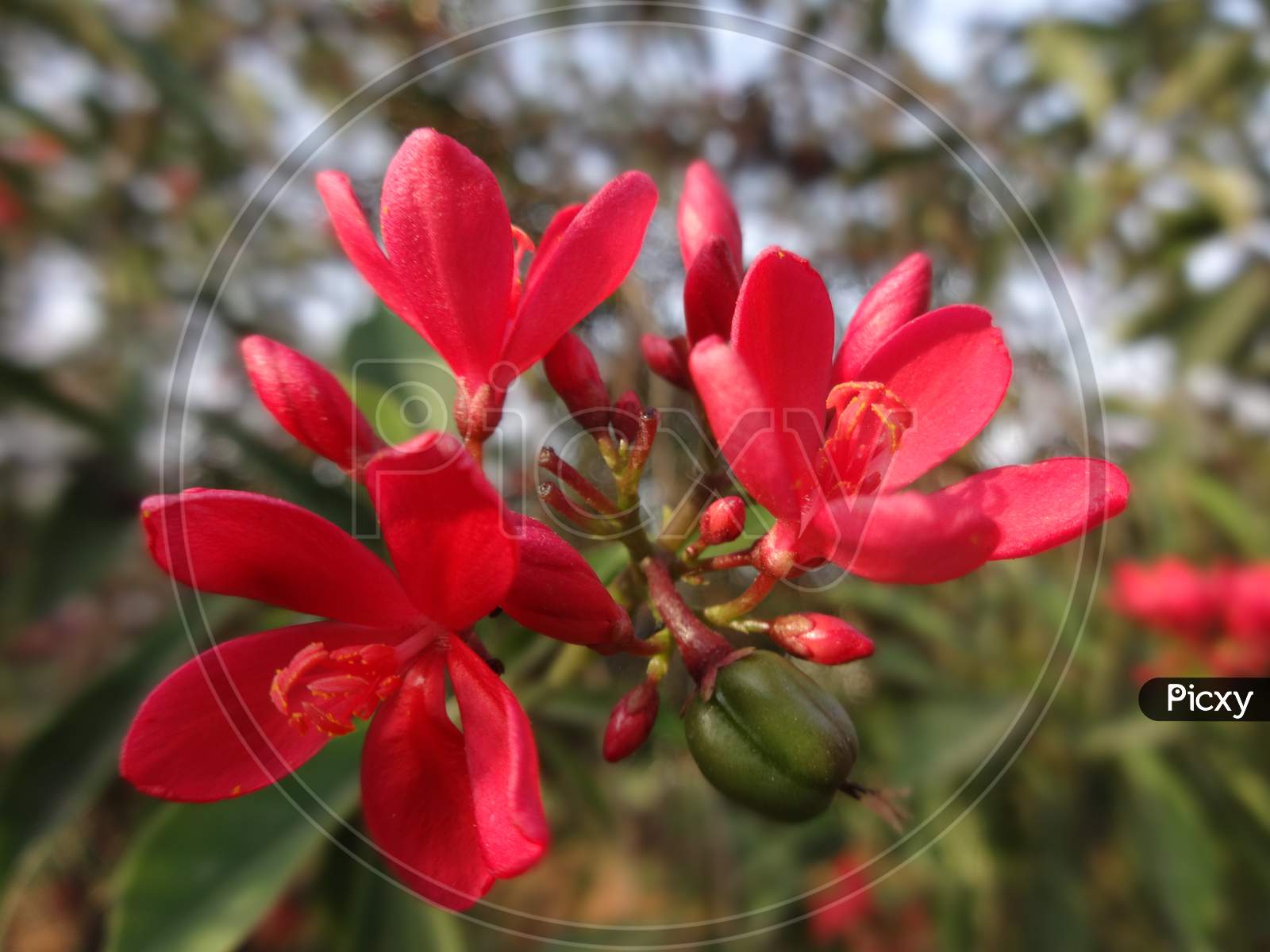 Closeup red petal garden flowering plant