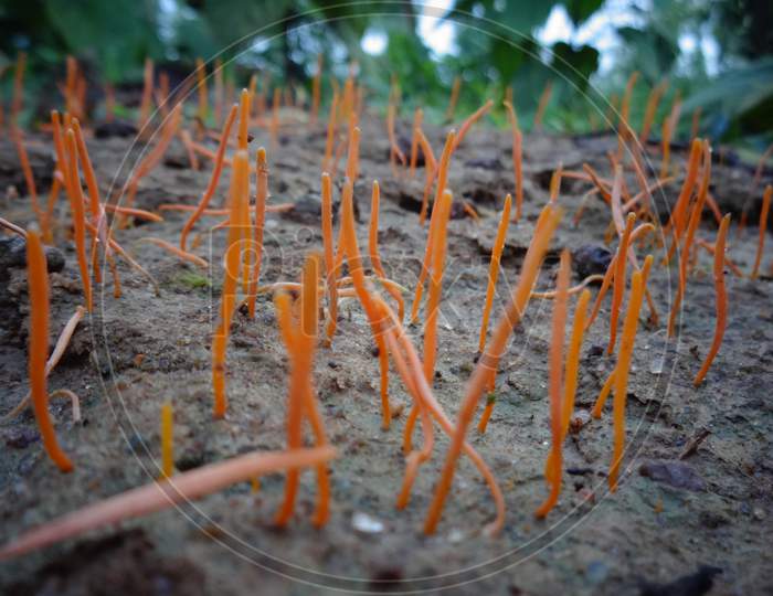 Jackfruit plant stem terrestrial soil closeup image