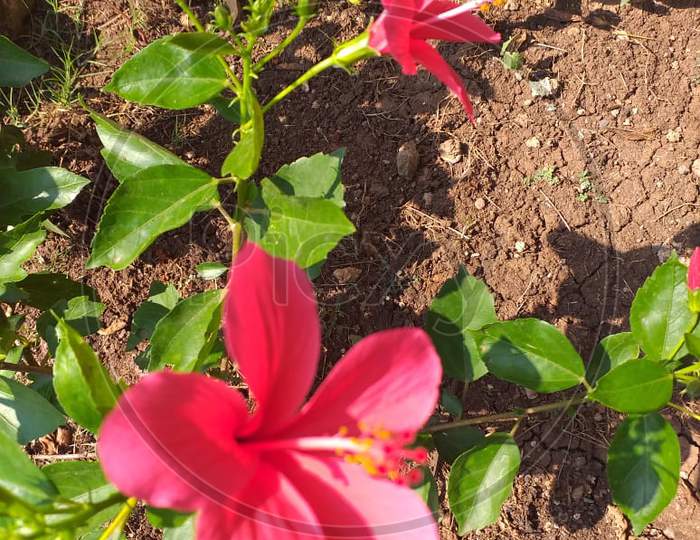 Hibiscus Red flowers in the Garden