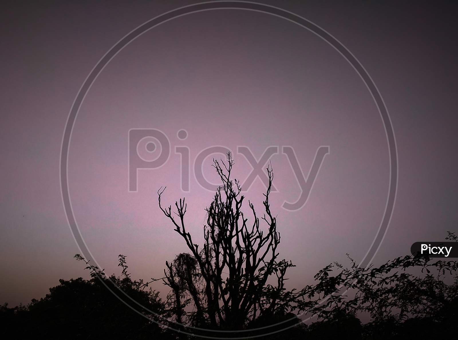 An Old Scary Tree In The Evening Sky As A Background With No Leaves.