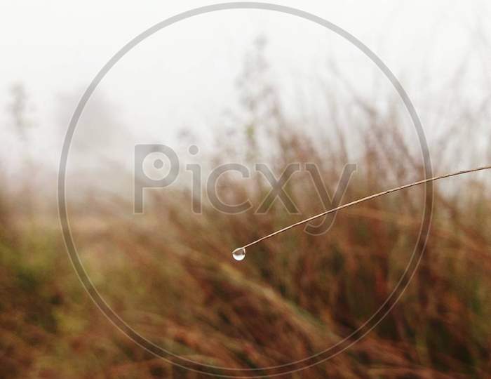 A Water drop is located on grass.