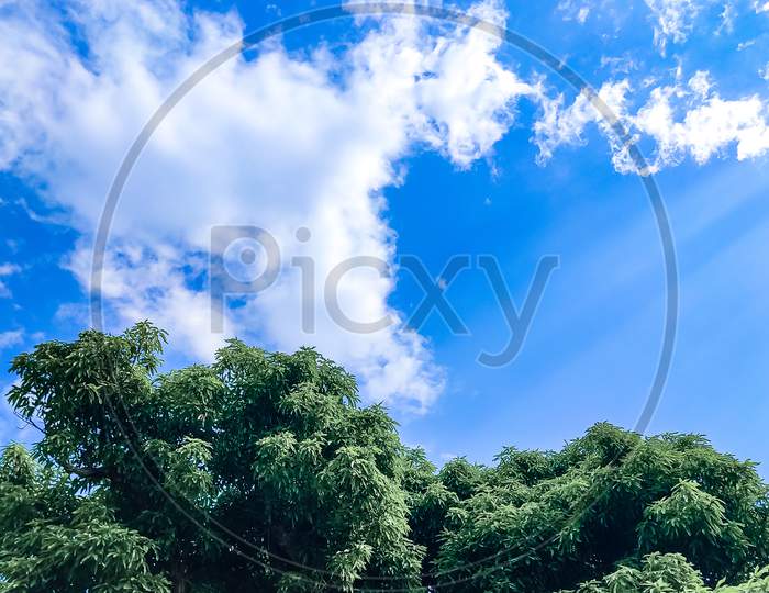 Landscape view of Green tree is in the background of clear blue sky with clouds.