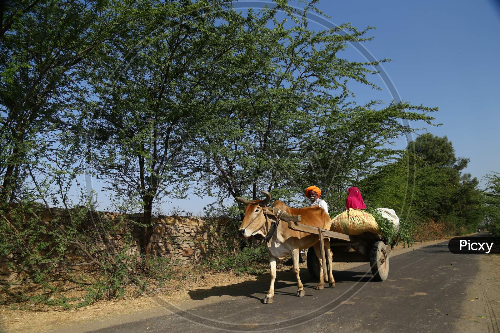 Indian Farmer returns from agriculture fields with produce carried on a bullock cart on the outskirts of Ajmer, Rajasthan, India .