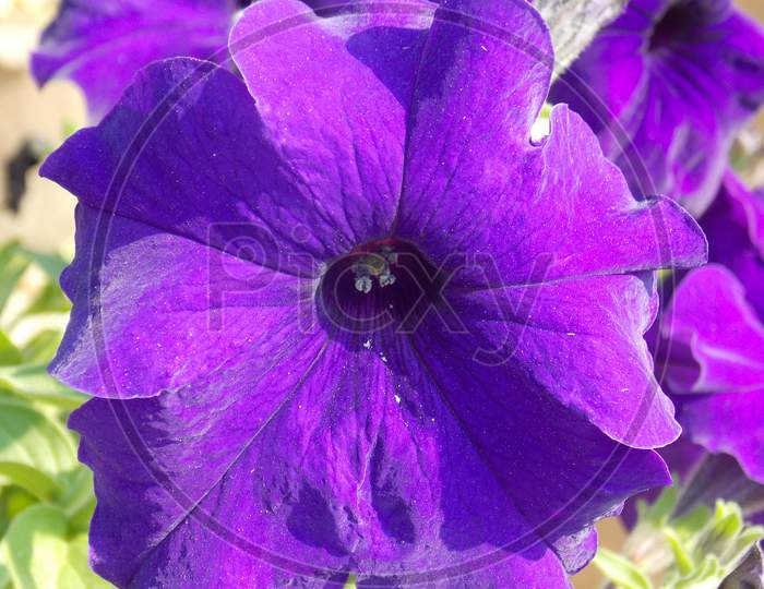 Purple morning glory petunia closeup flower background