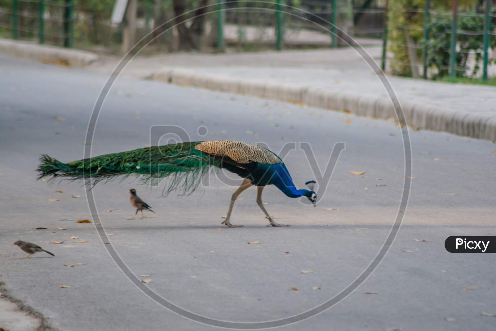 Peafowl is a common name for three species of birds in the genera Pavo and Afropavo of the Phasianidae family