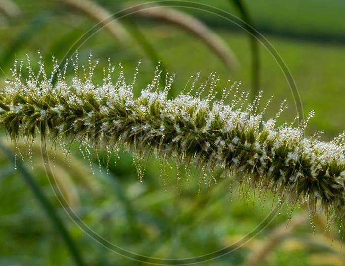 Winter Morning Dew Drops On Wet Setaria Faberi (Foxtail) Plants.