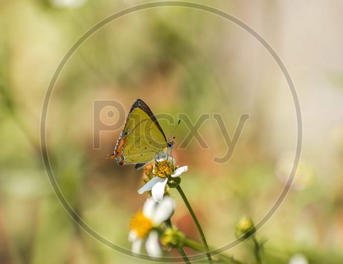Golden Sapphire Butterfly ( Heliophorus brahma) basking sun.