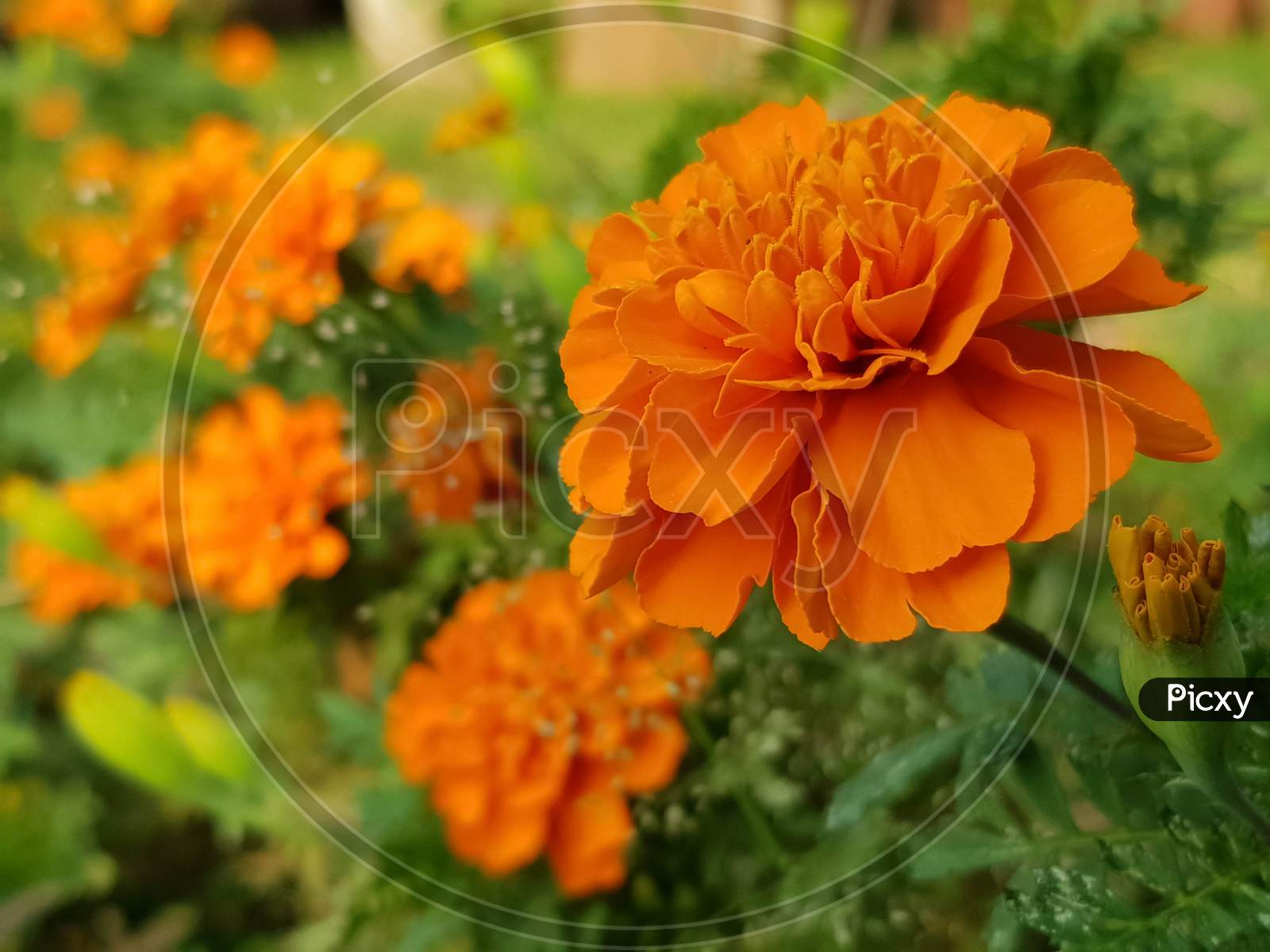 Tagetes Patula French Marigold Flower Grown In Garden