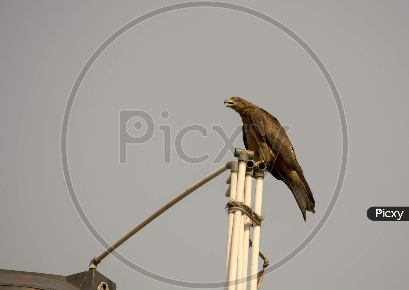 Black Kite Bird (Eagle) With Blue Sky In Background.