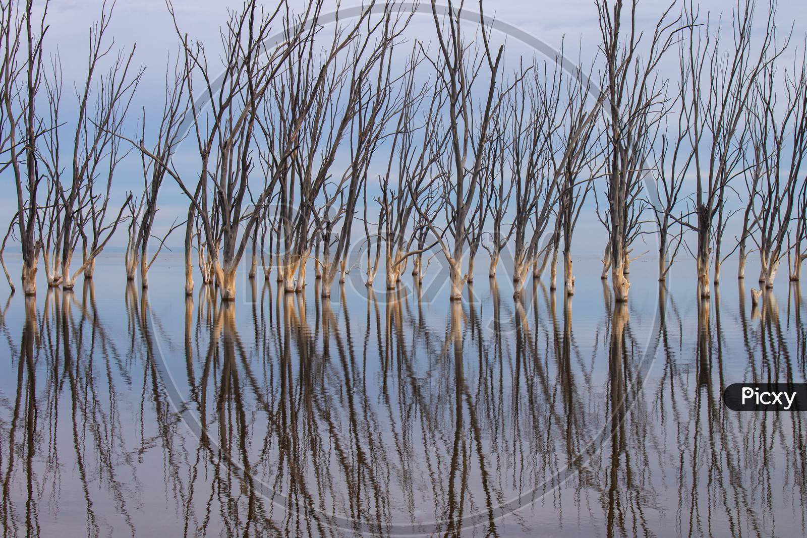 Dead Trees In The Lake. City Of Epecuen Submerged. Desolate Landscape