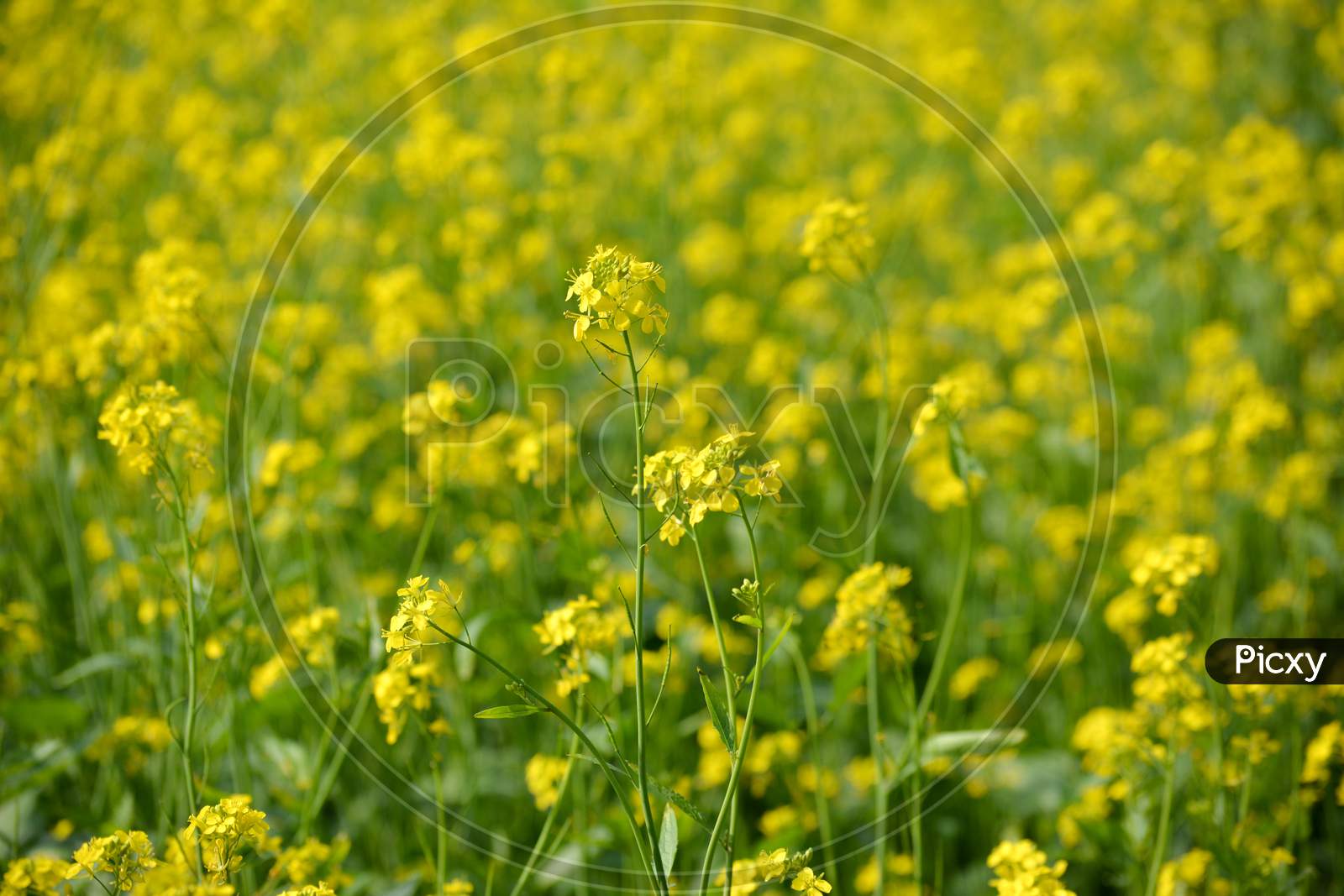 closeup view of mustard yellow flowers blooming in field