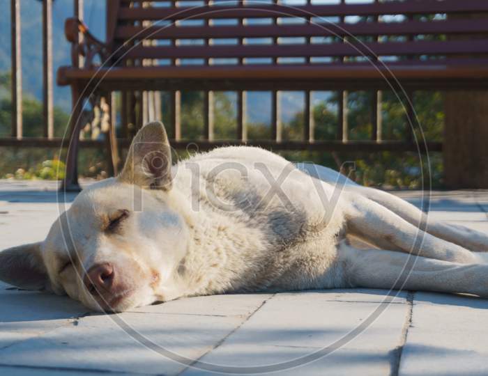 a white dog sleep peacefylly in an empty garden (park) on person seen, empty bench.