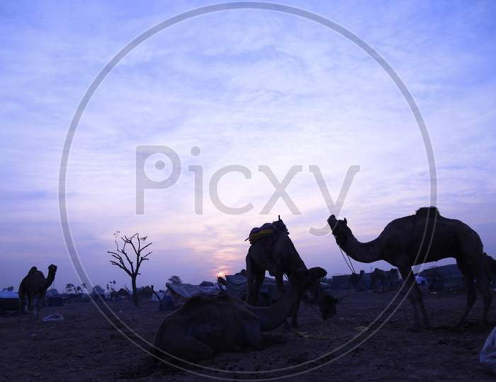 Silhouette Of Camels Over Sunset Sky in Nagaur  Cattle Fair, Nagaur