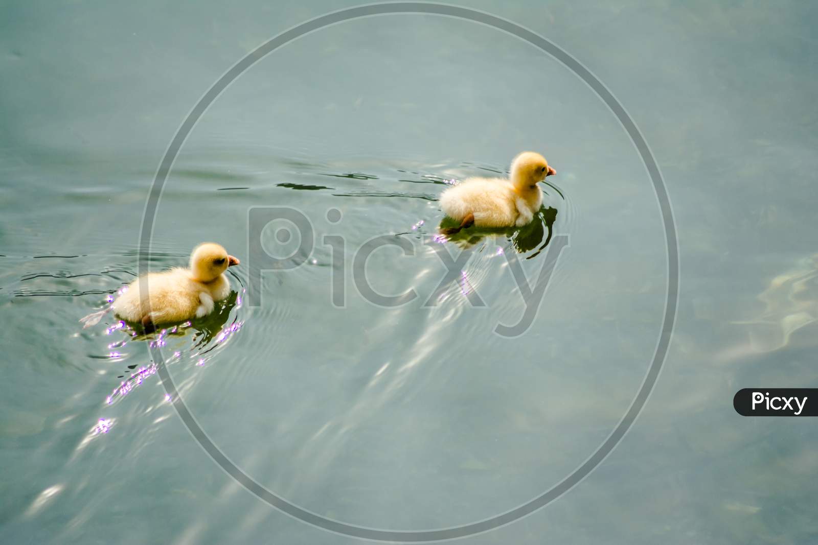 ducks swimming in the water in Beautiful Bhimtal lake of Nainital Uttarakhand