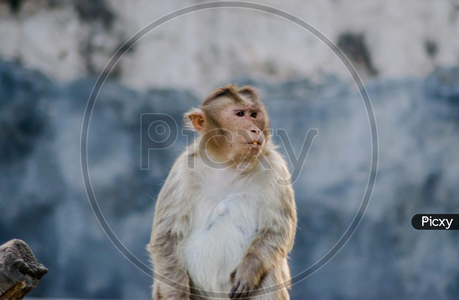 Monkey is a common name that may refer to groups or species of mammals, in part, the simians of infraorder Simiiformes.