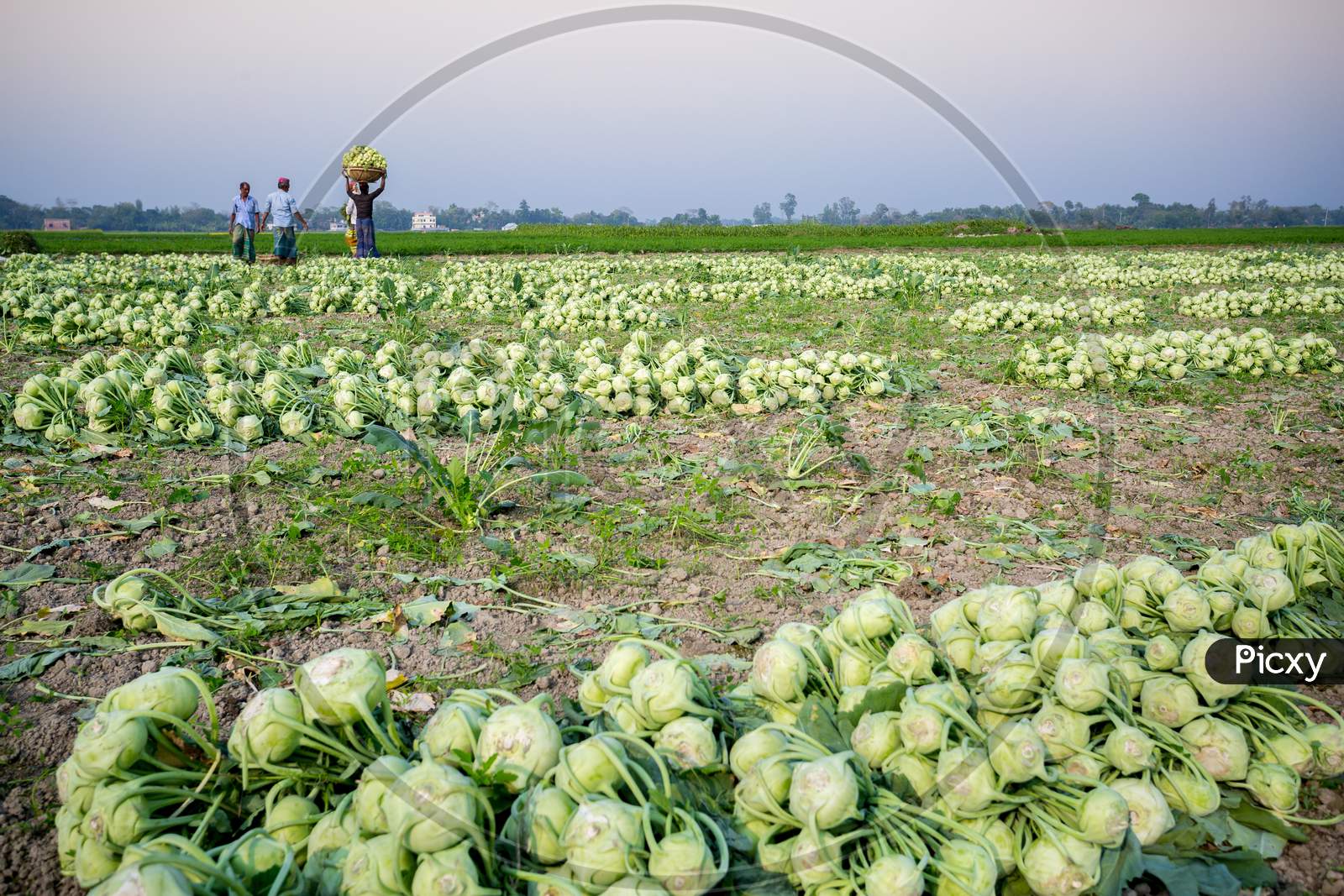 image-of-rows-of-harvested-kohlrabi-vegetables-have-been-laid-on-the