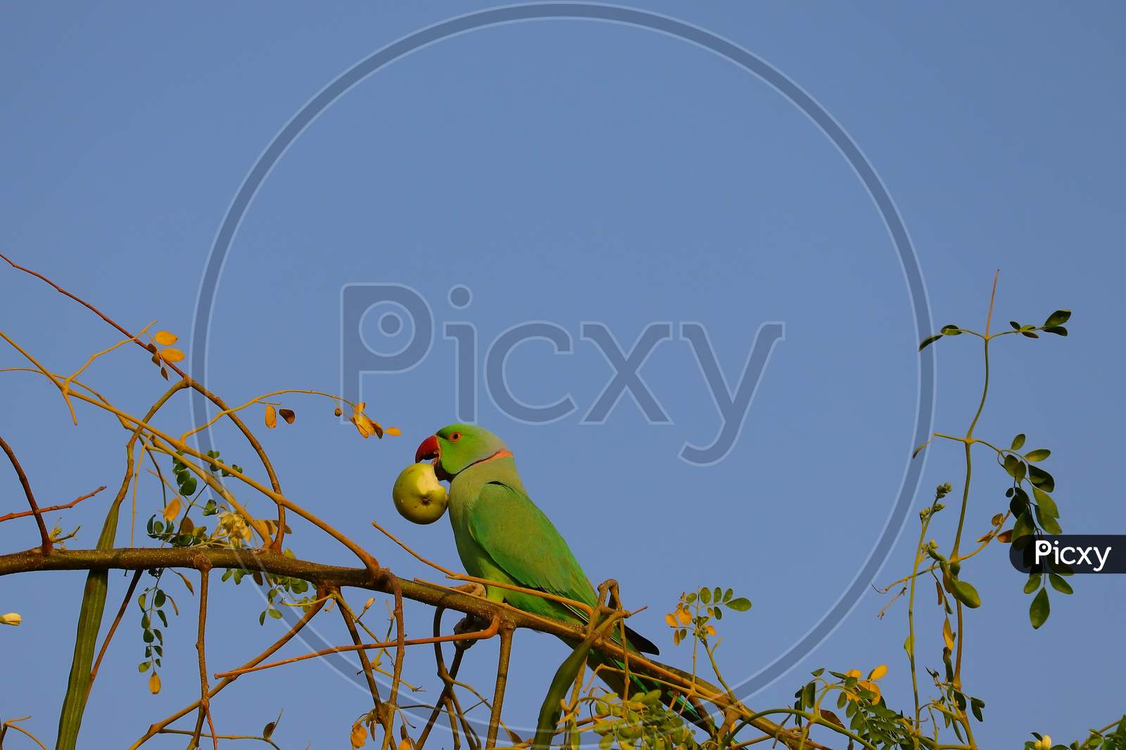 Parrot Picks Up Jujube Fruit
