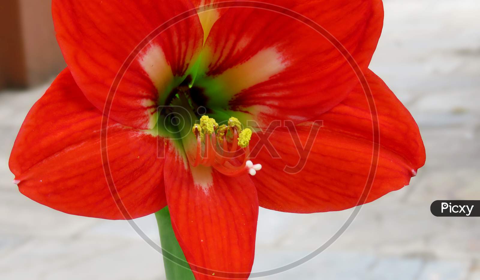 Red Amaryllis flower,Close up of a Beautiful Red Amaryllis flower