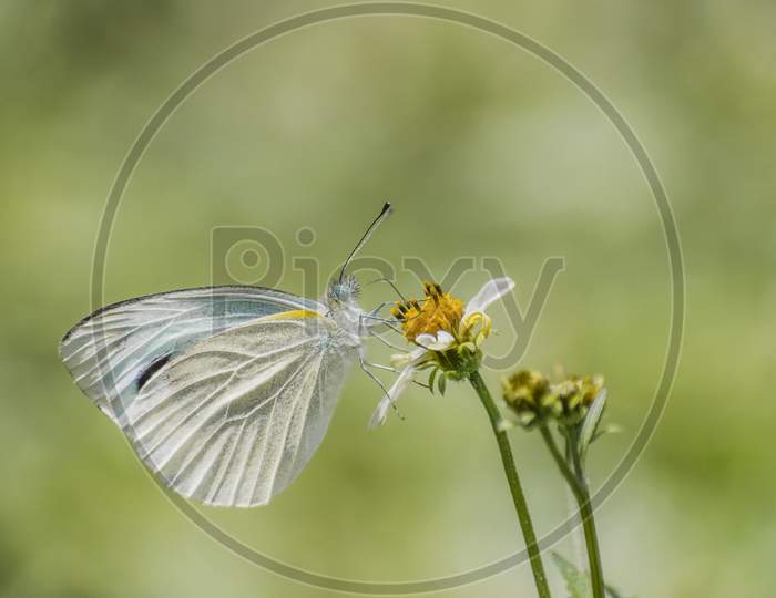 Indian Cabbage White butterfly ( Pieris canidia) feeding nectar