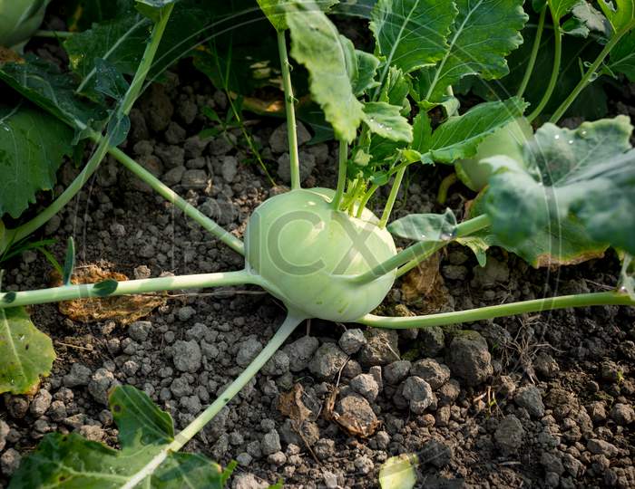 Kohlrabi Cabbage Growing In Garden. Kohlrabi Or Turnip Cabbage In Vegetable Bed.