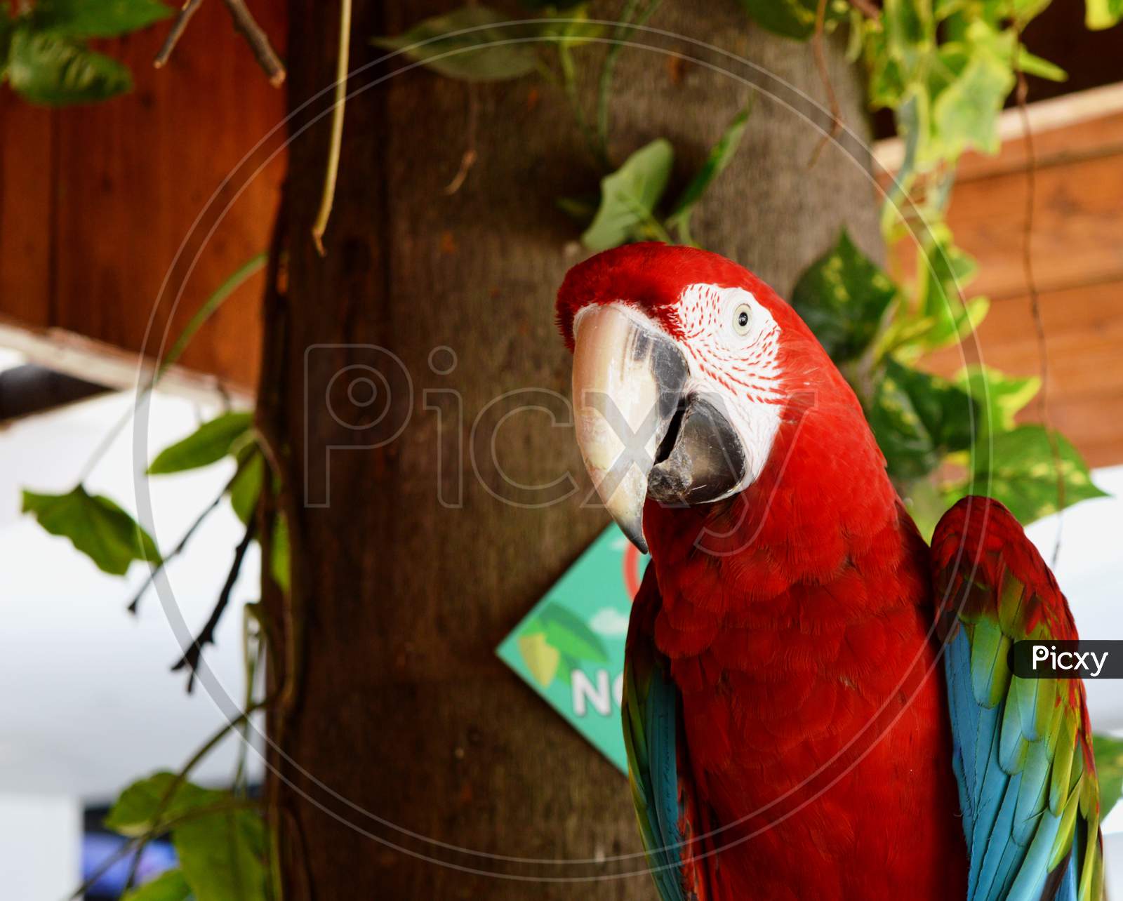A red parrot