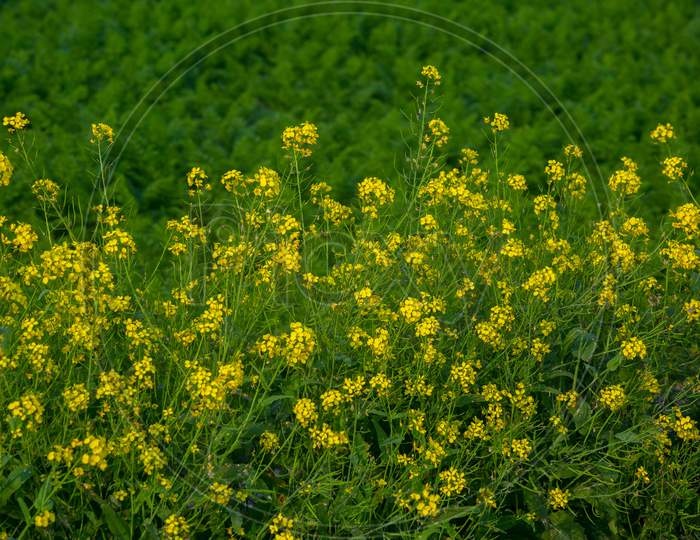 Field Of Bright Yellow Mustard Flower At Dhaka, Bangladesh.