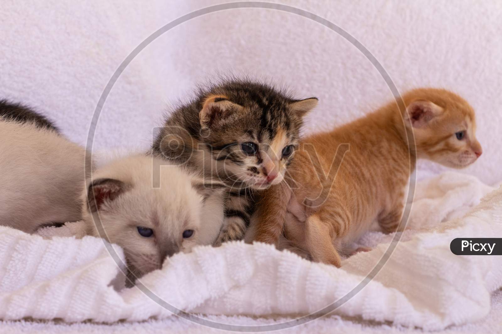 33 Best Pictures Kittens And Little Babies - The Kitten Nursery Kitten Rescue