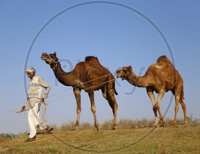 Rajasthani Camel Traders With Camels In Nagaur Cattle Fair, Nagaur