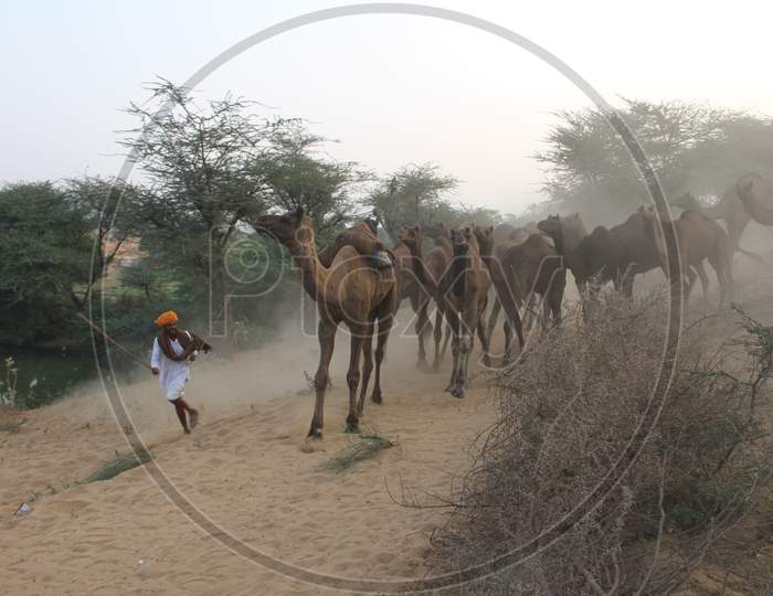 Train Of Camels At Pushkar Camel Fair, Pushkar