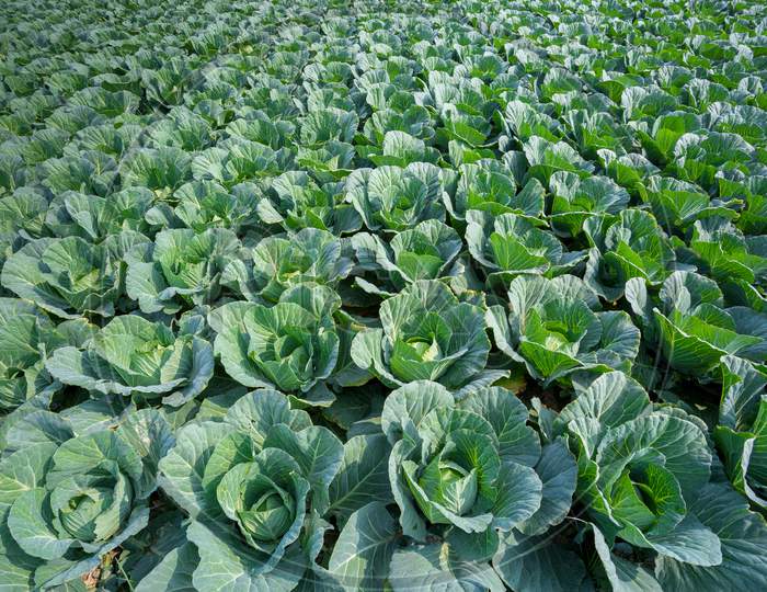 Green Cabbage Crop Growing At Vegetable Field Near Of Savar, Dhaka, Bangladesh.