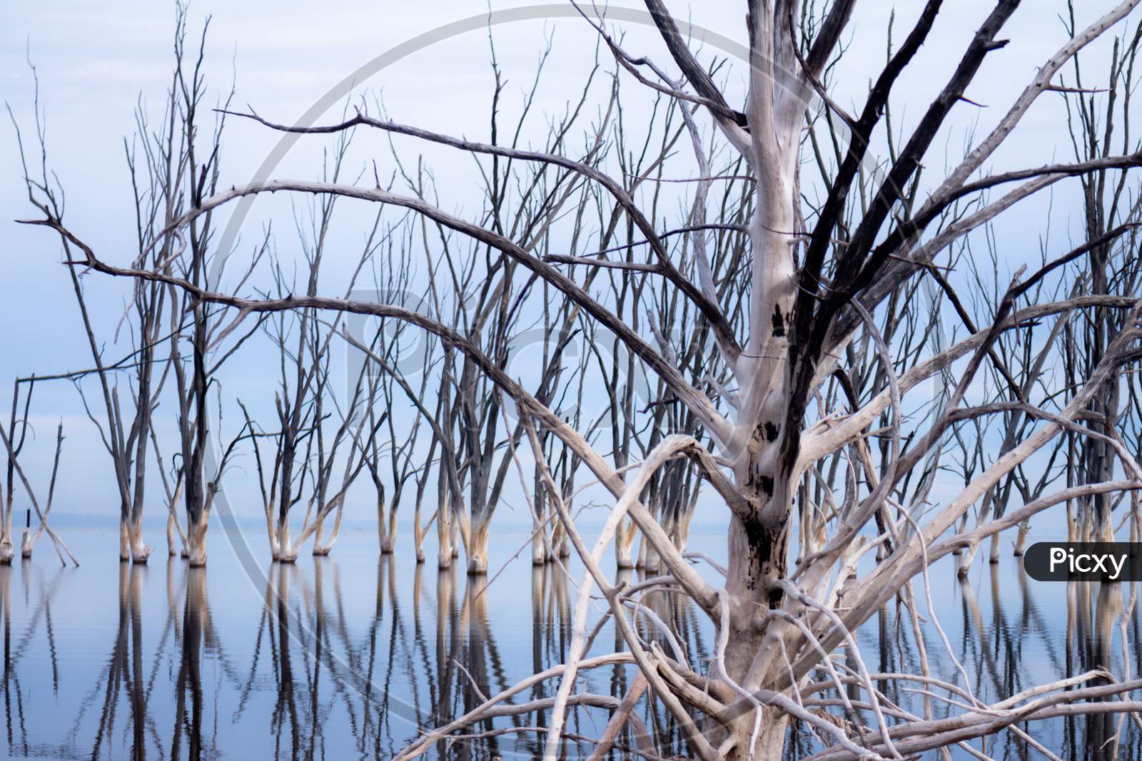 Dried Trees In a Lake Submerged In Lake Water With Blue Sky in Background