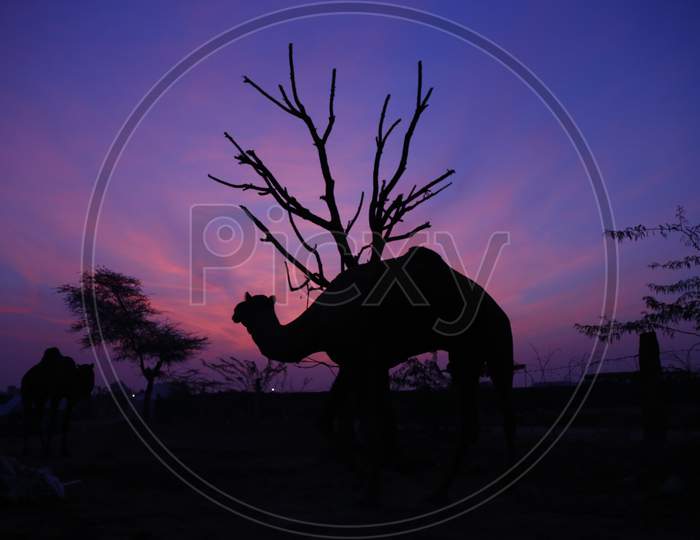 Silhouette of Camels Over Sunset Sky At Nagaur Cattle Fair, Nagaur
