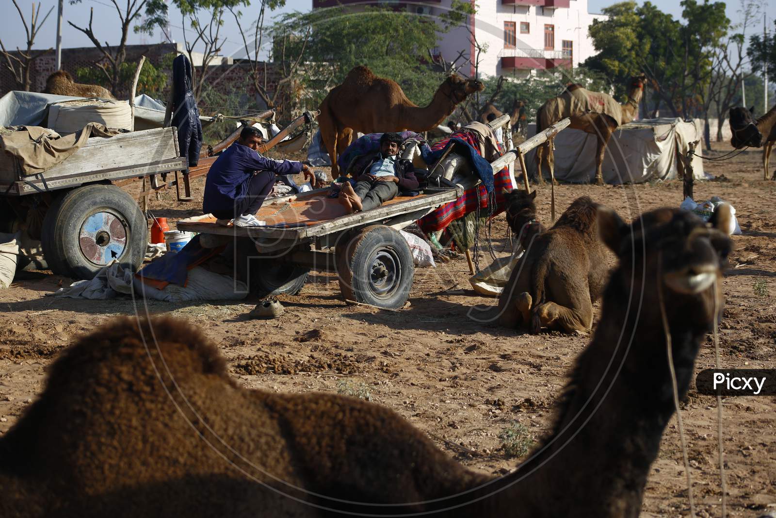 Camels At Nagaur Cattle Fair In Nagaur