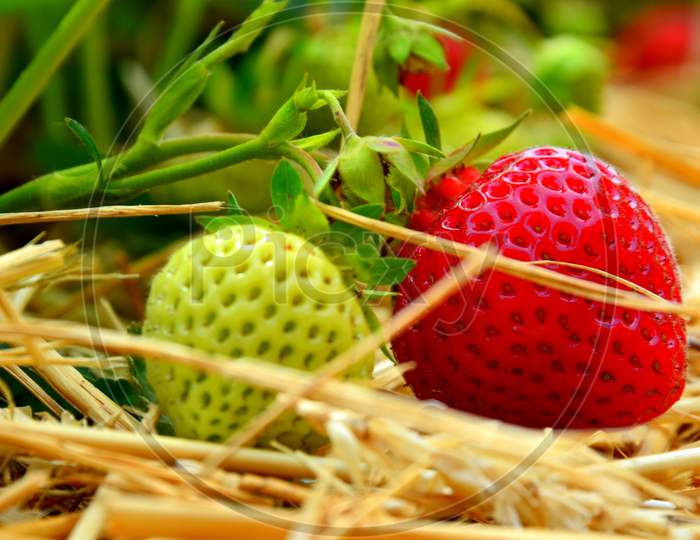 Close up view of Natural fresh Strawberries