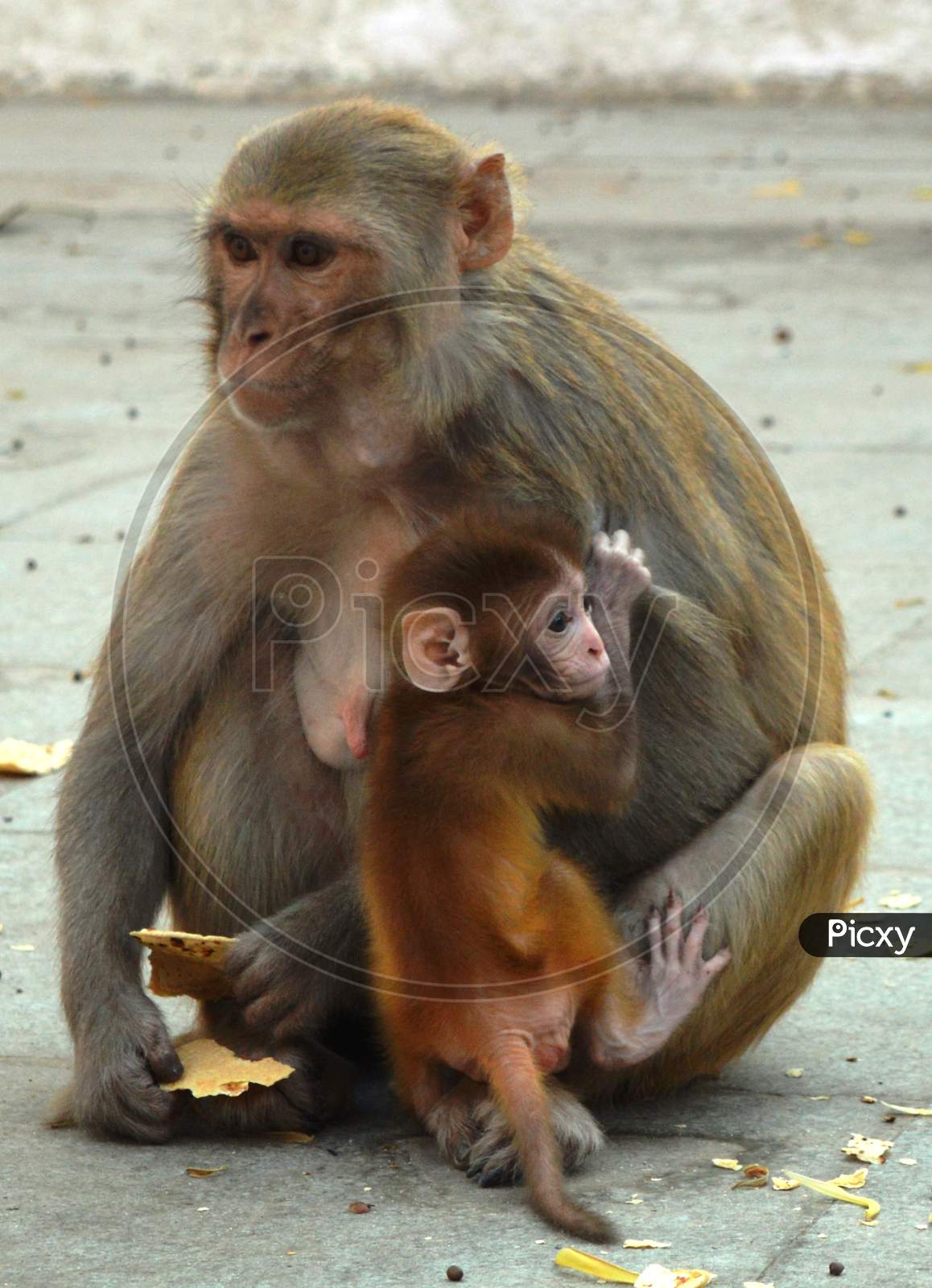 Mother and baby monkey