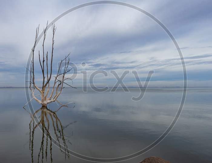 Dead Trees On Lake Epecuen. The Sky And Water Merge On The Horizon. Branches Without Leaves On Trees Submerged In Salt Water.