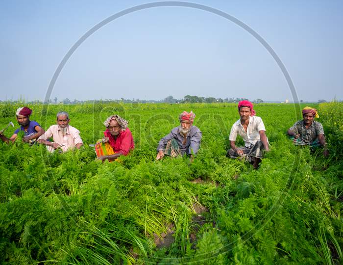 Bangladesh – January 24, 2020: Some Farmers Are Busy Cleaning The Weeds In The Carrot Field At Savar, Dhaka, Bangladesh.