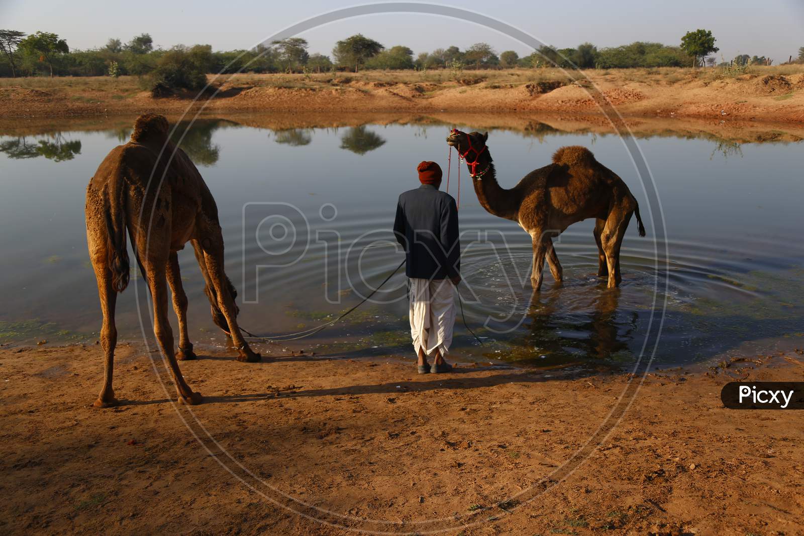 Herd Of Camels Drinking Water In a Lake  At Nagaur Cattle Fair, Nagaur