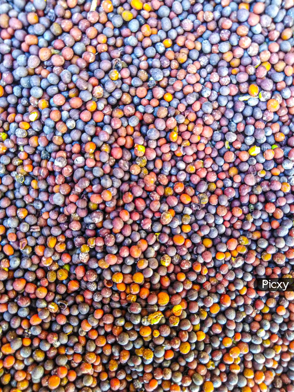 Mustard seeds are the small round seeds of various mustard plants.